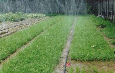 不同施氮水平下水稻灌排模式是怎样的？